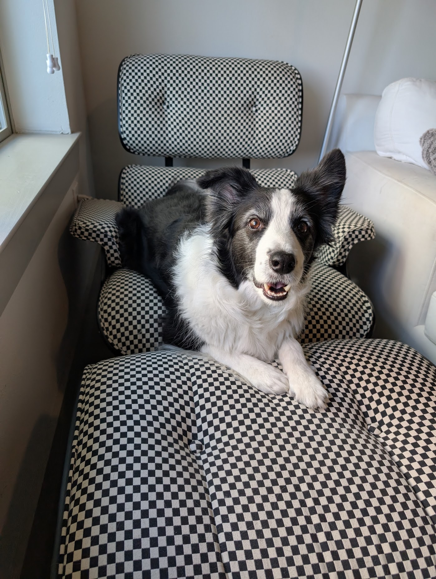 Rasa the Border Collie