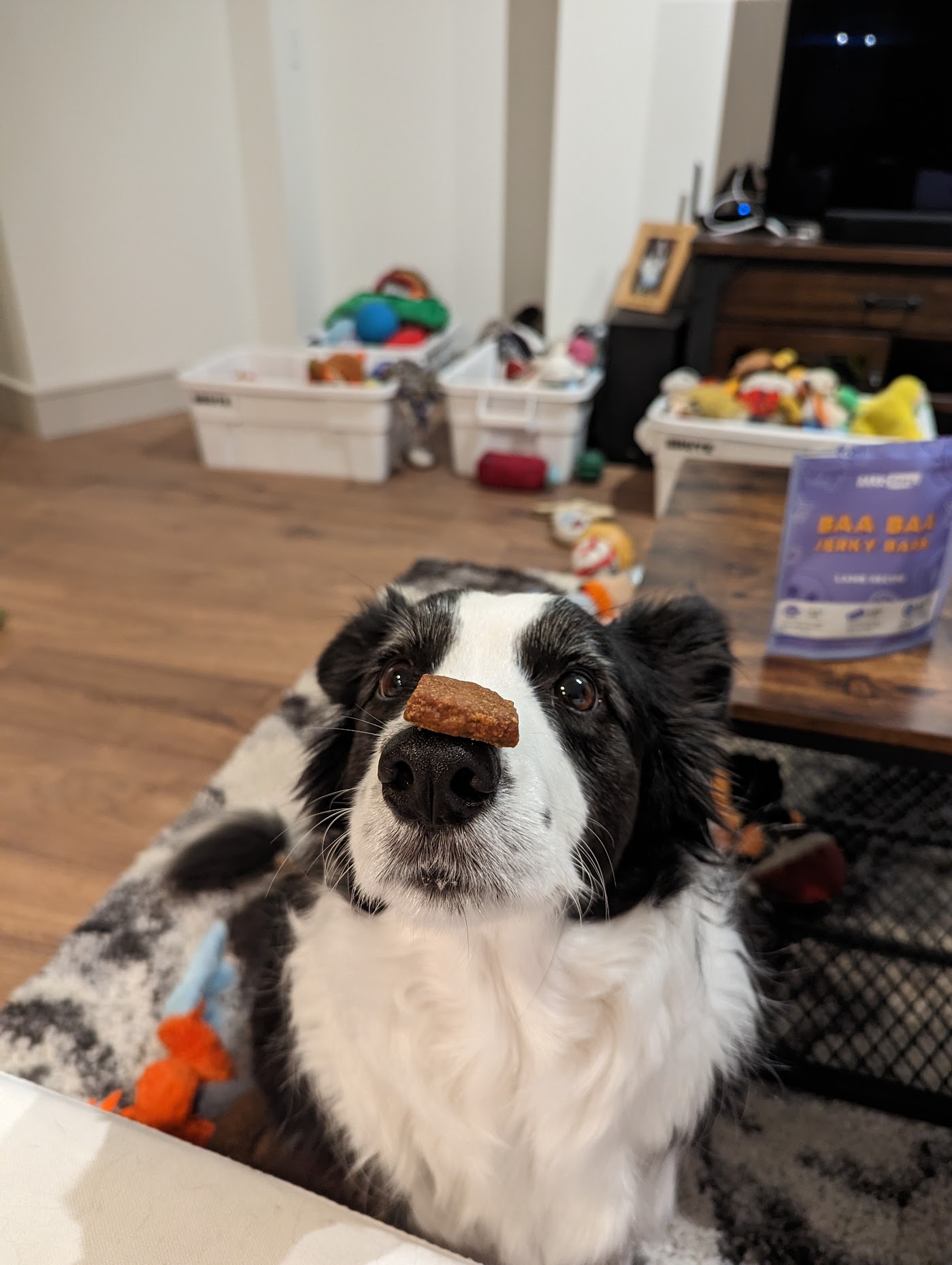 Rasa holding a treat